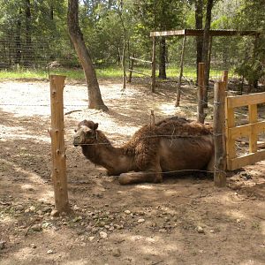 Dromedary