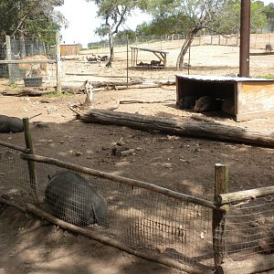 Pot Bellied Pigs