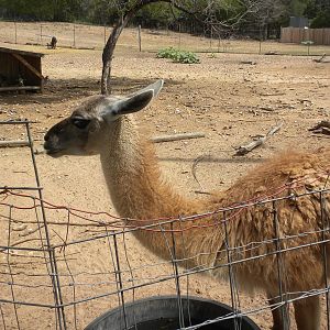 Guanaco