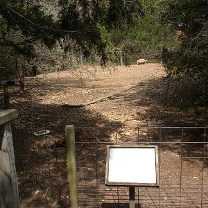 Spur Thighed Tortoise