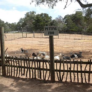 Petting Zoo