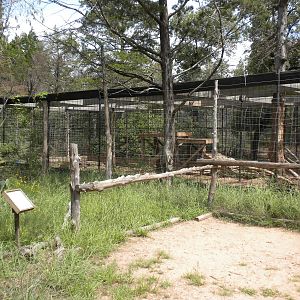 Lion exhibit
