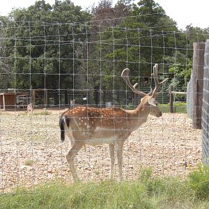 Fallow Deer