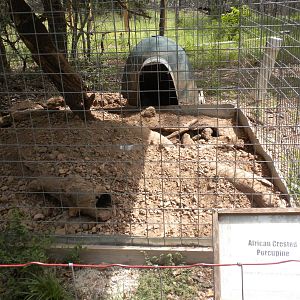 African Crested Porcupine exhibit