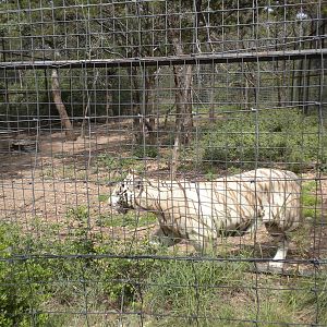 White Tiger