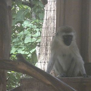 Vervet Monkey