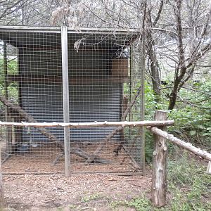 Old Ring-Tailed Lemur exhibit