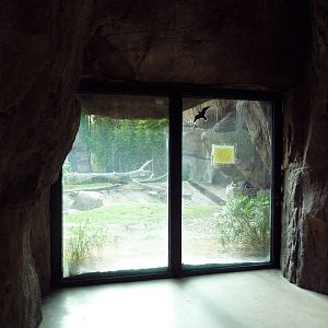 Malayan Tiger Exhibit
