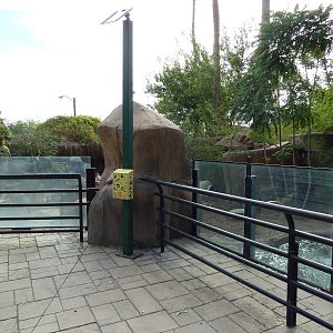 Visayan Warty Pig Exhibit