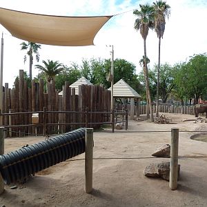 Asian + African Elephant Exhibit