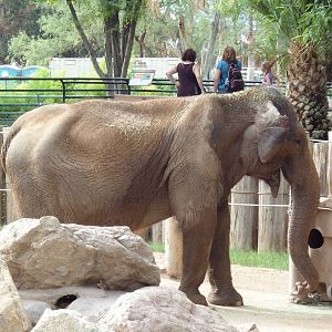 Asian Elephant