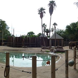 Asian + African Elephant Exhibit