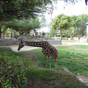 Giraffe Exhibit