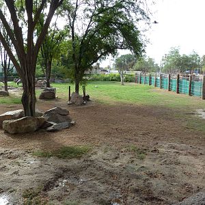 African Paddock (4 Species)