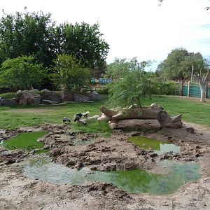 African Paddock (4 Species)