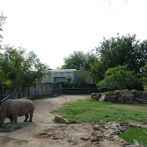 African Paddock (4 Species)