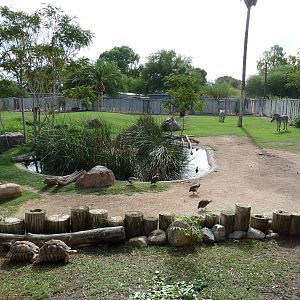 Grevy's Zebra/Ostrich/Guineafowl/Crane Exhibit