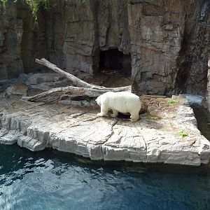 Polar Bear Exhibit