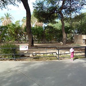 Aldabra Tortoise Exhibit
