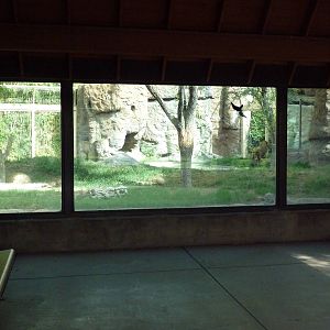 Lion Exhibit