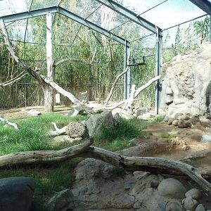 Mandrill Exhibit
