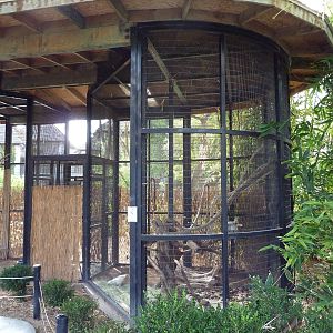 Greater Sulphur-Crested Cockatoo Exhibit