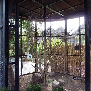 Elegant Crested Tinamou Exhibit
