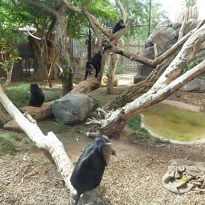 Lion-Tailed Macaque Exhibit
