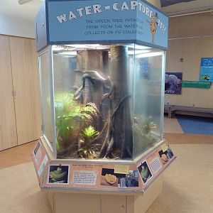 Conservation Learning Center - Green Tree Python Exhibit