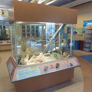 Conservation Learning Center - Bearded Dragon Exhibit