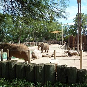 Asian + African Elephant Exhibit