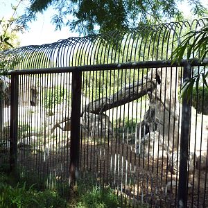 Spectacled Bear Exhibit