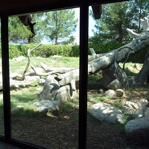 Spectacled Bear Exhibit