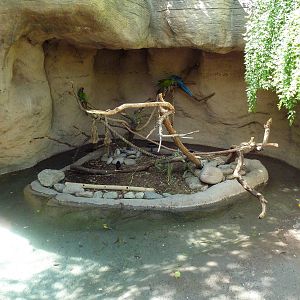 Military Macaw Exhibit