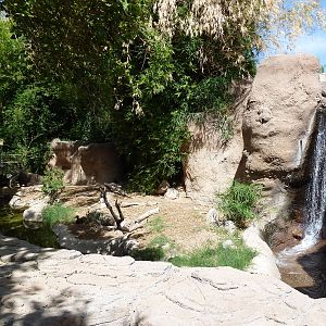 Giant Anteater Exhibit