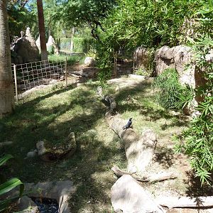 Giant Anteater Exhibit