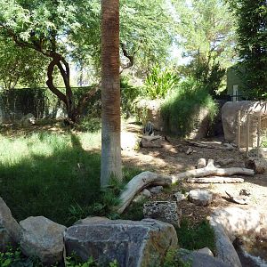 Giant Anteater Exhibit
