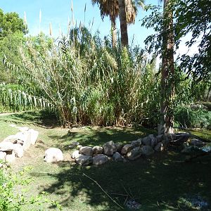 Capybara/Llama Exhibit