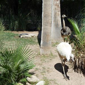 Rheas (Grey + White)