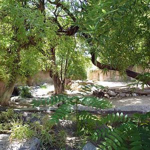 Baird's Tapir Exhibit
