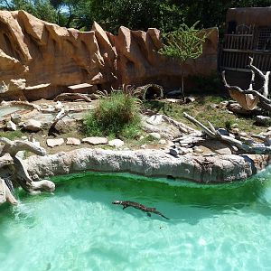 Spot-Necked Otter Exhibit