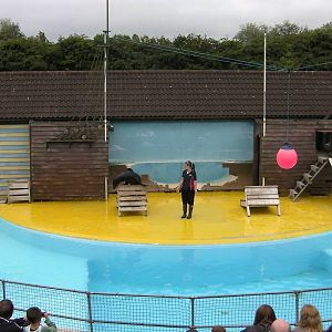 Sea Lion Show - 26.07.2011