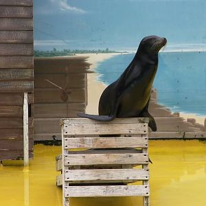 Sea Lion Show - 26.07.2011