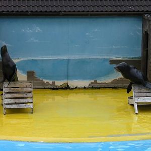 Sea Lion Show - 26.07.2011