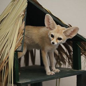 fennec fox