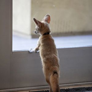 fennec fox