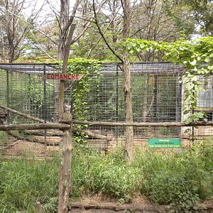 Mountain Lion exhibit