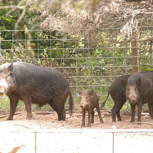 European Wild Boar