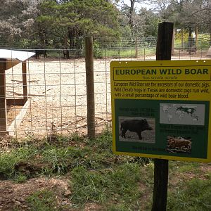 European Wild Boar