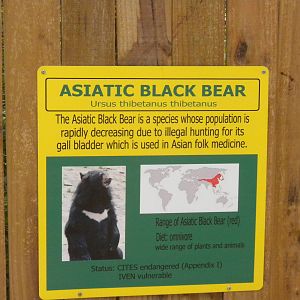 Asian Black Bear
